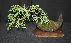 Exhibition bonsai #3 at MABS 2006 Spring Festival, Mid-Atlantic Bonsai Societies