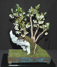 Bonsai exhibit at MABS 2006