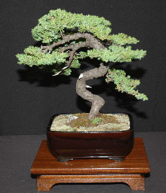 Large bonsai display at MABS 2006