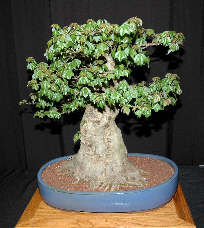 Exhibition bonsai #2 at MABS 2006 Spring Festival, Mid-Atlantic Bonsai Societies