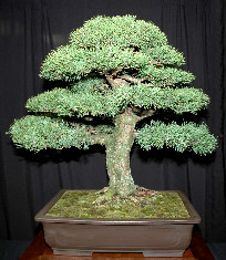 Formal bonsai display at MABS 2006