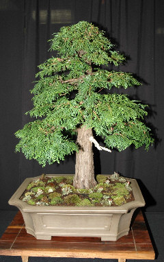 Exhibition bonsai at MABS Spring Festival 2006