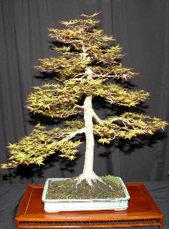 Bonsai with accent plantings at MABS 2006