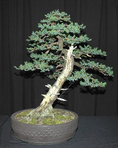 Exhibition tree at MABS 2006
