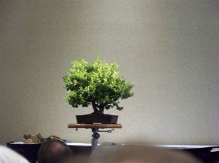 John Thompson boxwood bonsai demonstration step 2 at MABS 2012 Spring Festival, Mid-Atlantic Bonsai Societies