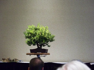 John Thompson boxwood bonsai demonstration step 3 at MABS 2012 Spring Festival, Mid-Atlantic Bonsai Societies