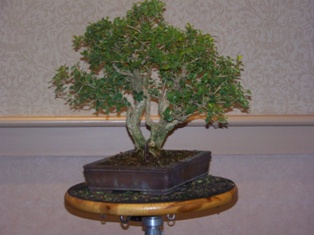 John Thompson boxwood bonsai demonstration step 10 at MABS 2012 Spring Festival, Mid-Atlantic Bonsai Societies