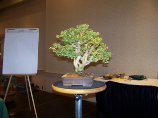 John Thompson boxwood bonsai demonstration step 12 at MABS 2012 Spring Festival, Mid-Atlantic Bonsai Societies