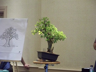 John Thompson coastal oak bonsai demonstration step 1 at MABS 2012 Spring Festival