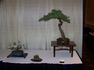 Bonsai exhibit #1 displayed at MABS 2012 Spring Festival, Mid-Atlantic Bonsai Societies