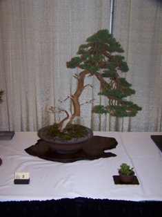 Bonsai exhibit #2 displayed at MABS 2012 Spring Festival, Mid-Atlantic Bonsai Societies