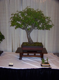 Bonsai exhibit #3 displayed at MABS 2012 Spring Festival, Mid-Atlantic Bonsai Societies