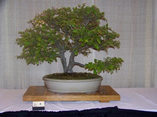 Bonsai exhibit #4 displayed at MABS 2012 Spring Festival, Mid-Atlantic Bonsai Societies