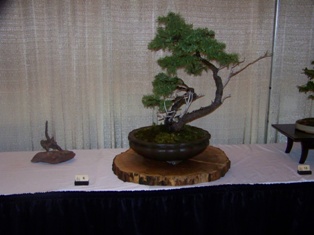 Bonsai exhibit #7 displayed at MABS 2012 Spring Festival, Mid-Atlantic Bonsai Societies