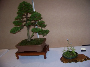 Bonsai exhibit #8 displayed at MABS 2012 Spring Festival, Mid-Atlantic Bonsai Societies