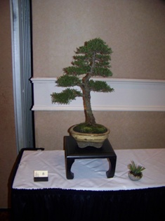 Bonsai exhibit #9 displayed at MABS 2012 Spring Festival, Mid-Atlantic Bonsai Societies