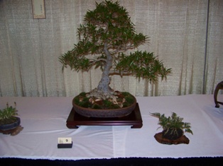 Bonsai exhibit #10 displayed at MABS 2012 Spring Festival, Mid-Atlantic Bonsai Societies