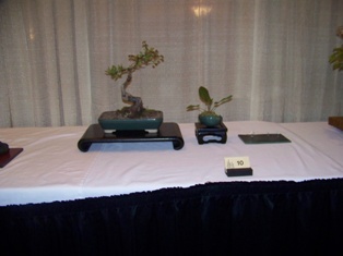 Bonsai exhibit #11 displayed at MABS 2012 Spring Festival, Mid-Atlantic Bonsai Societies