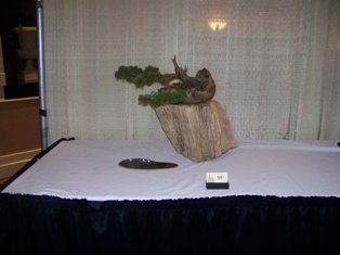 Bonsai exhibit #12 displayed at MABS 2012 Spring Festival, Mid-Atlantic Bonsai Societies