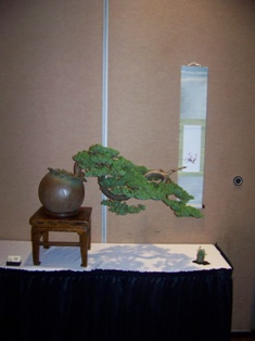 Bonsai exhibit #13 displayed at MABS 2012 Spring Festival, Mid-Atlantic Bonsai Societies