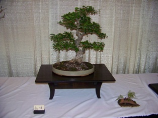 Bonsai exhibit #14 displayed at MABS 2012 Spring Festival, Mid-Atlantic Bonsai Societies