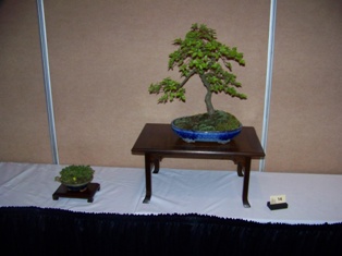 Bonsai exhibit #15 displayed at MABS 2012 Spring Festival, Mid-Atlantic Bonsai Societies