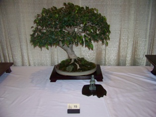 Bonsai exhibit #16 displayed at MABS 2012 Spring Festival, Mid-Atlantic Bonsai Societies