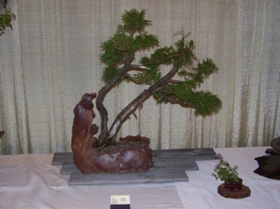 Bonsai exhibit #17 displayed at MABS 2012 Spring Festival, Mid-Atlantic Bonsai Societies