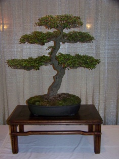 Bonsai exhibit #18 displayed at MABS 2012 Spring Festival, Mid-Atlantic Bonsai Societies