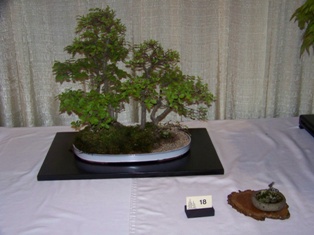 Bonsai exhibit #19 displayed at MABS 2012 Spring Festival, Mid-Atlantic Bonsai Societies