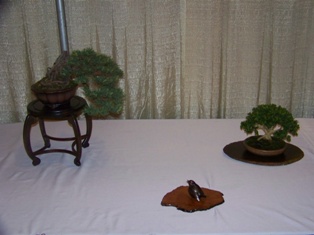 Bonsai exhibit #20 displayed at MABS 2012 Spring Festival, Mid-Atlantic Bonsai Societies