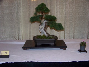 Bonsai exhibit #21 displayed at MABS 2012 Spring Festival, Mid-Atlantic Bonsai Societies