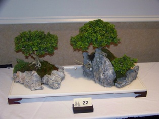 Bonsai exhibit #22 displayed at MABS 2012 Spring Festival, Mid-Atlantic Bonsai Societies