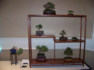 Bonsai exhibit #23 displayed at MABS 2012 Spring Festival, Mid-Atlantic Bonsai Societies