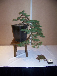 Bonsai exhibit #25 displayed at MABS 2012 Spring Festival, Mid-Atlantic Bonsai Societies