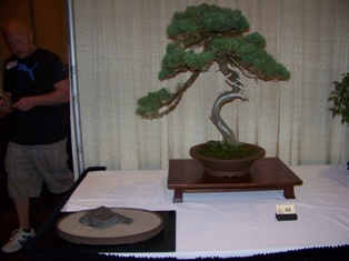 Bonsai exhibit #26 displayed at MABS 2012 Spring Festival, Mid-Atlantic Bonsai Societies