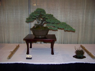 Bonsai exhibit #27 displayed at MABS 2012 Spring Festival, Mid-Atlantic Bonsai Societies