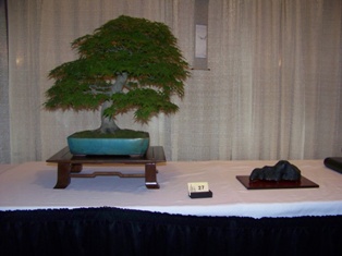Bonsai exhibit #28 displayed at MABS 2012 Spring Festival, Mid-Atlantic Bonsai Societies