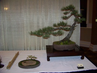 Bonsai exhibit #29 displayed at MABS 2012 Spring Festival, Mid-Atlantic Bonsai Societies