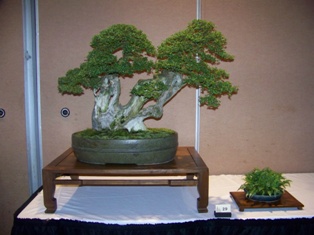 Bonsai exhibit #30 displayed at MABS 2012 Spring Festival, Mid-Atlantic Bonsai Societies