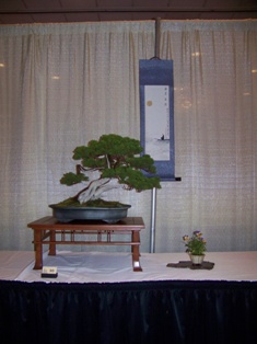 Bonsai exhibit #31 displayed at MABS 2012 Spring Festival, Mid-Atlantic Bonsai Societies