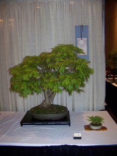 Bonsai exhibit #32 displayed at MABS 2012 Spring Festival, Mid-Atlantic Bonsai Societies