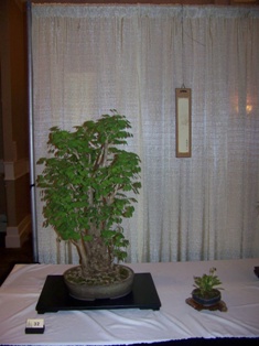 Bonsai exhibit #33 displayed at MABS 2012 Spring Festival, Mid-Atlantic Bonsai Societies