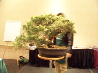 Isao Omachi juniper bonsai demonstration step 1 at MABS 2012 Spring Festival