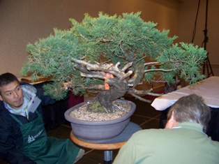 Isao Omachi juniper bonsai demonstration step 2 at MABS 2012 Spring Festival