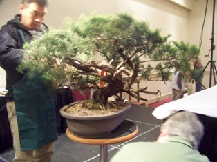 Isao Omachi juniper bonsai demonstration step 3 at MABS 2012 Spring Festival