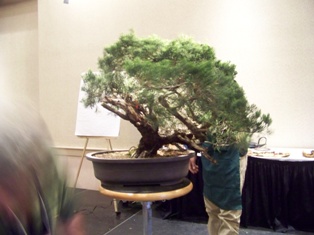 Isao Omachi juniper bonsai demonstration step 4 at MABS 2012 Spring Festival