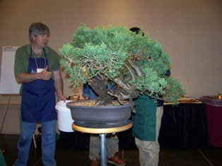Isao Omachi juniper bonsai demonstration step 5 at MABS 2012 Spring Festival
