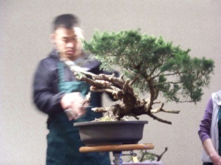 Isao Omachi juniper bonsai demonstration step 6 at MABS 2012 Spring Festival
