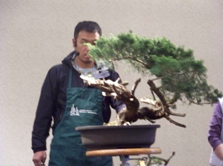 Isao Omachi juniper bonsai demonstration step 7 at MABS 2012 Spring Festival